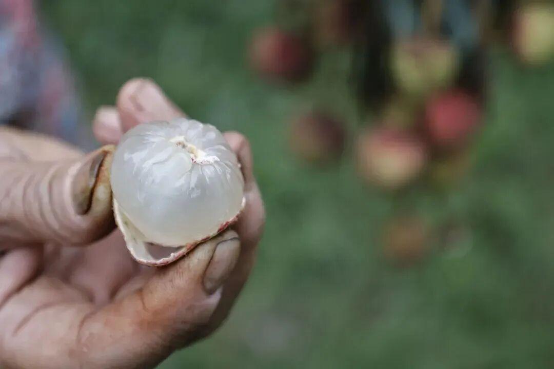  荔枝小年深度解析：气候周期与市场波动的技术复盘 股票财经