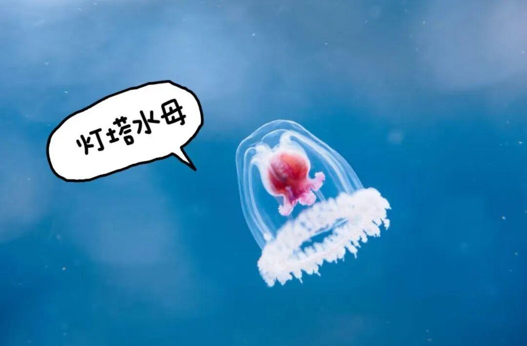  灯塔水母的细胞逆转机制：技术极客视角下的生物学突破 新闻