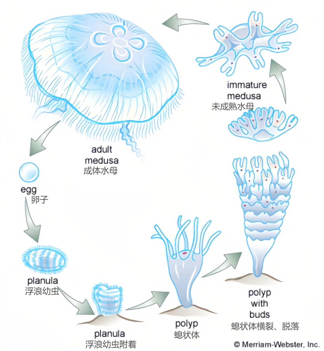  灯塔水母的细胞逆转机制：技术极客视角下的生物学突破 新闻