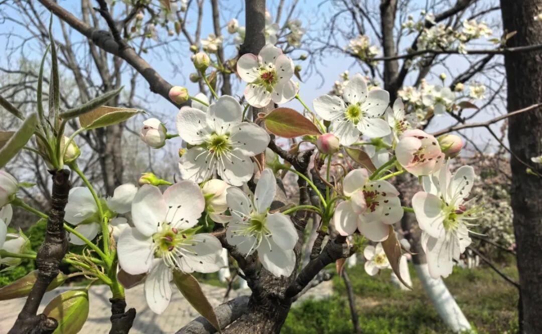  「清明想去济南赏花，却不知道从哪开始？看完这篇不再纠结」 文化旅游