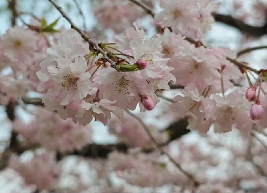  「清明想去济南赏花，却不知道从哪开始？看完这篇不再纠结」 文化旅游